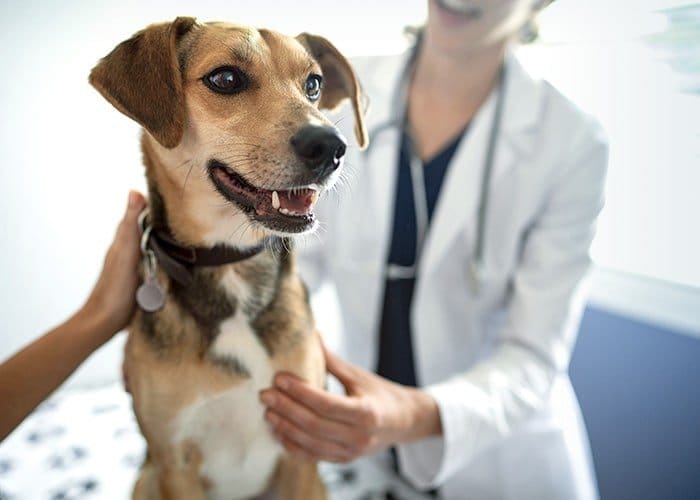 Usluge 14 pd equity callout ask your vet dog.jpg.rendition.700.5001